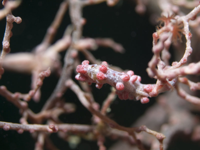 Seaventures House Reef, Pygmy Seahorse